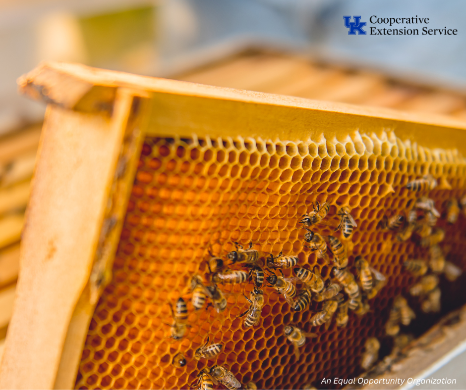 Hive frame with bees