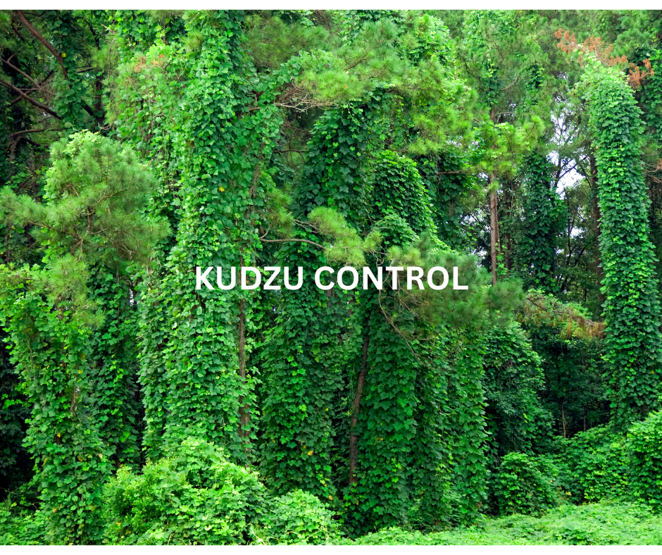 Kudzu