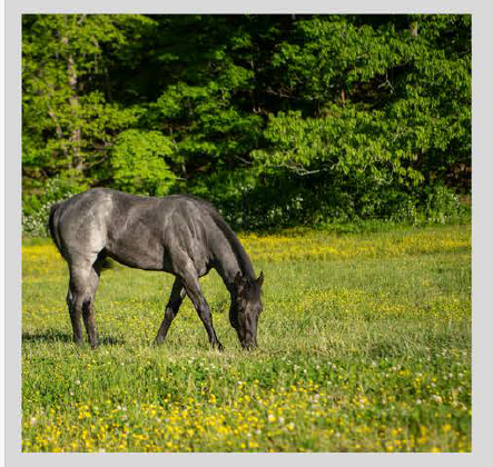 Horse eating in a field