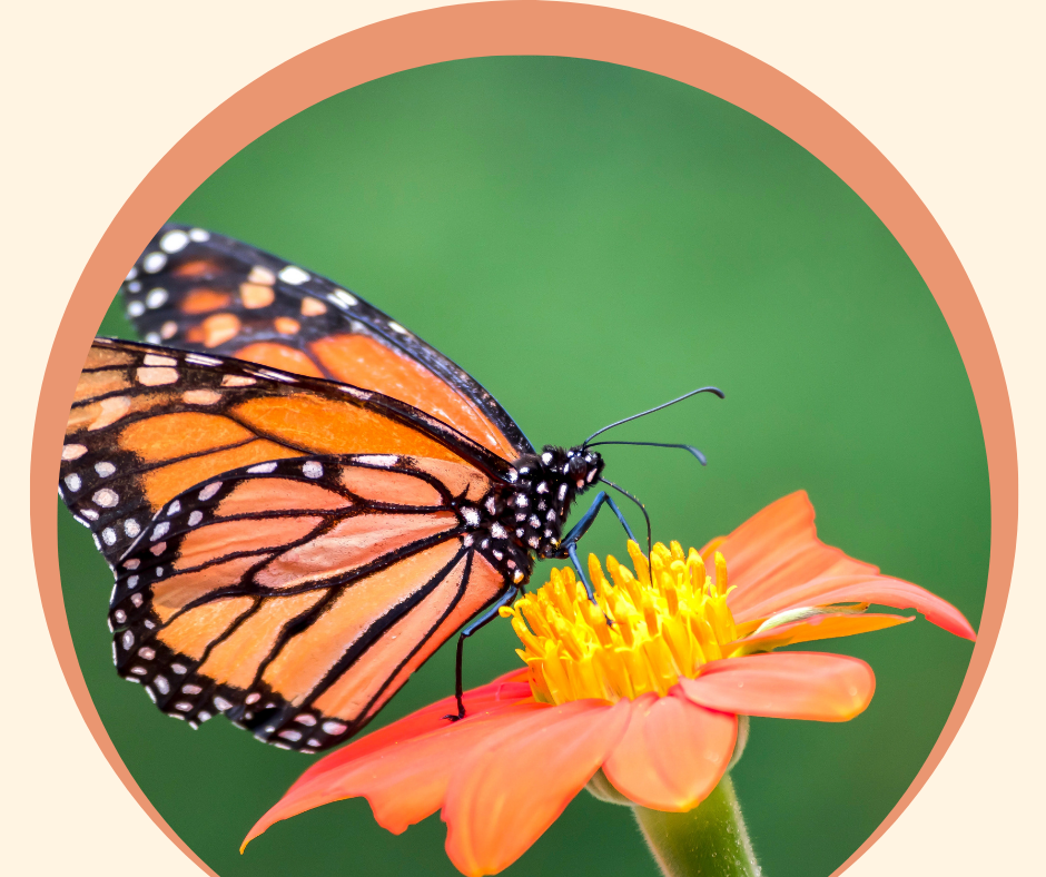 Monarch butterfly