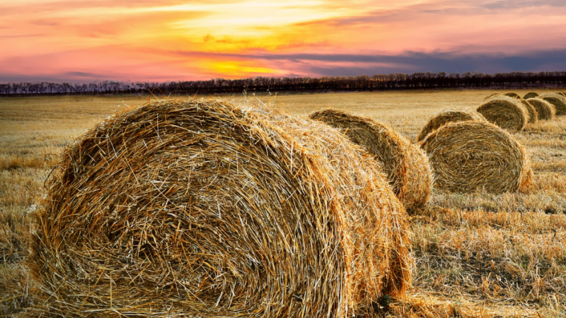 Large bales of hay on a farm