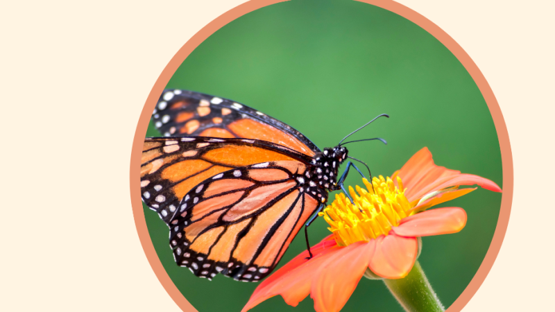 Monarch butterfly on a flower
